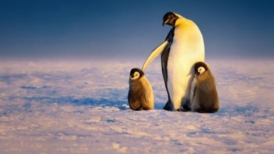 Penguenlerin Gizemli Dünyası 1.Sezon 2.Bölüm izle