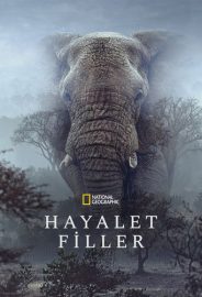 Hayalet Filler izle