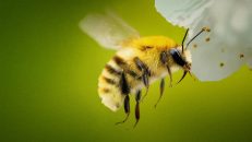 Secrets of the Bees 1.Sezon 2.Bölüm izle